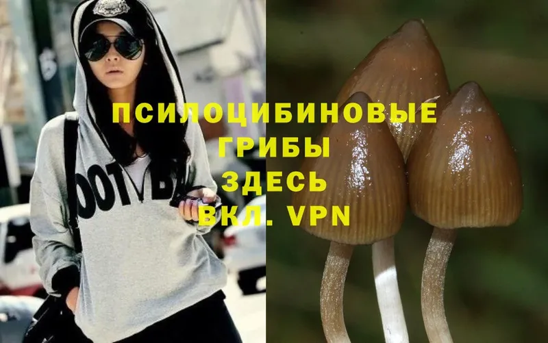 Галлюциногенные грибы Psilocybe Выборг